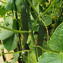 Boya 533 Cucumber, 50 Seeds