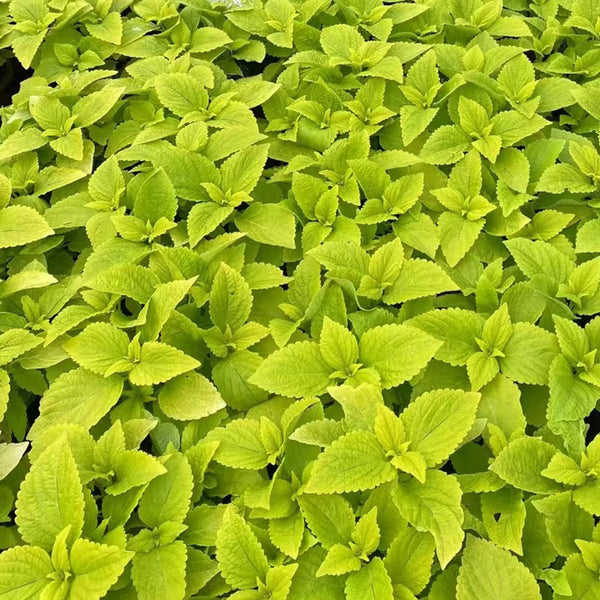 Garden Coleus Mixed Seeds, 200 Seeds