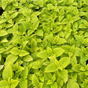 Garden Coleus Mixed Seeds, 200 Seeds