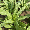 Traditional Tender Youmai Cai Seeds, 10g