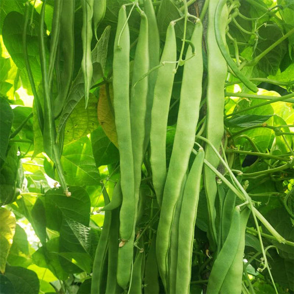 Huajun No.10 Snow Bean Seeds, 10g