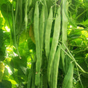 Huajun No.10 Snow Bean Seeds, 10g