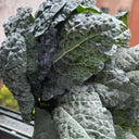 Dinosaur Kale, 100 Seeds