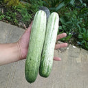 Yanbai No.7 White Cucumber Seeds, 10g
