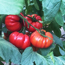 Giant Heirloom Pink Beefsteak Tomato Seeds, 20 Seeds