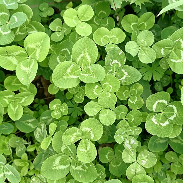 White Mini Clover, 160 Seeds