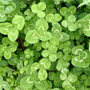 White Mini Clover, 160 Seeds