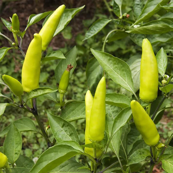 Xiaomila Chili Seeds, 20 Seeds