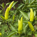 Xiaomila Chili Seeds, 20 Seeds