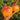 997 Amber Scallop Tomato, 5 Seeds