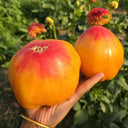997 Amber Scallop Tomato, 5 Seeds