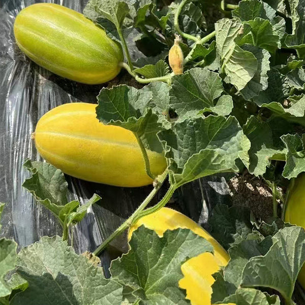 Golden Honey Melon Seeds, ~100 Seeds