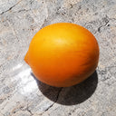 183 Allure Micro Dwarf Tomato, 5 Seeds