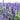 Blue Hyssop Herb, 10 Seeds