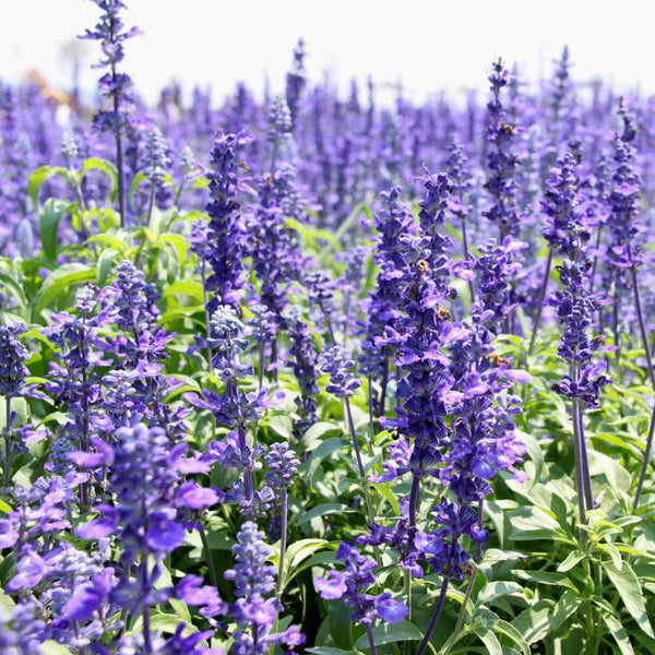 Blue Hyssop Herb, 10 Seeds