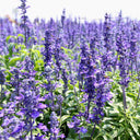 Blue Hyssop Herb, 10 Seeds