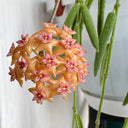 Hoya fitchii, 5 Cuttings