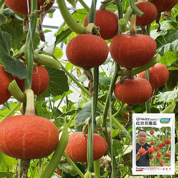 Red BeiBei Pumpkin Seeds, 5 Seeds