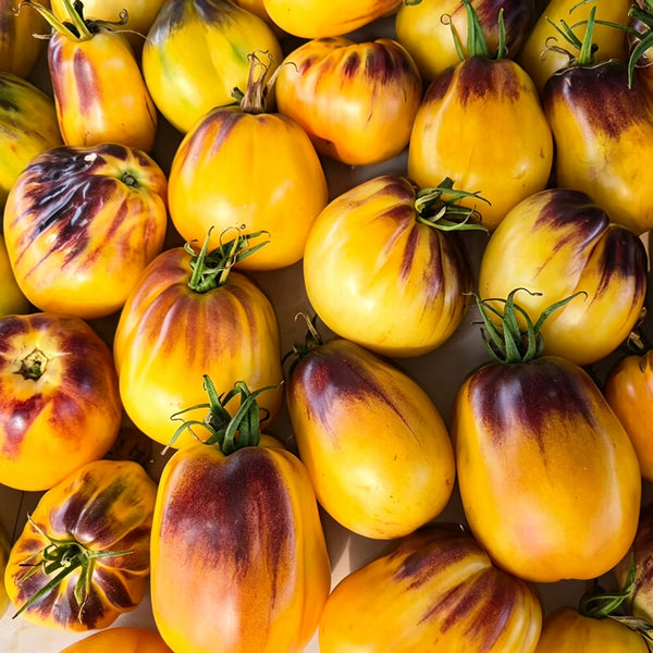 1068 Golden Veil F6 Tomato, 5 Seeds