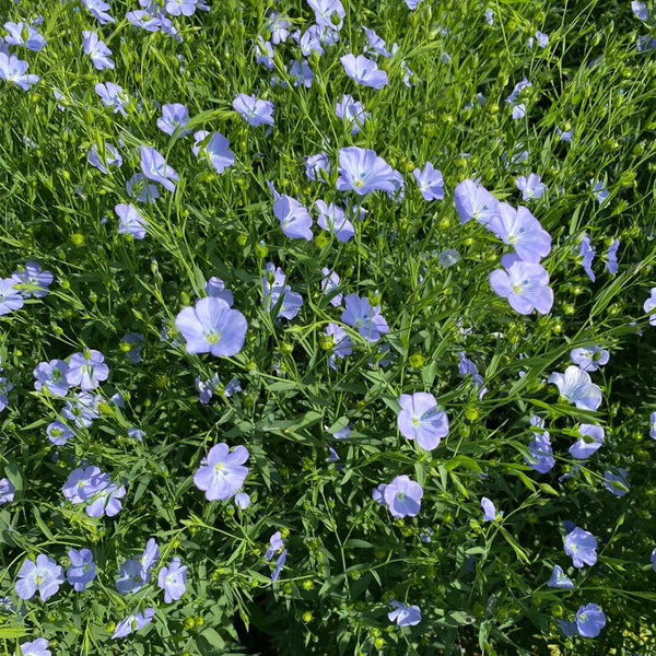 Blue Flax Seeds, 20 Grams ≈ 6000 Seeds