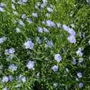 Blue Flax Seeds, 20 Grams ≈ 6000 Seeds