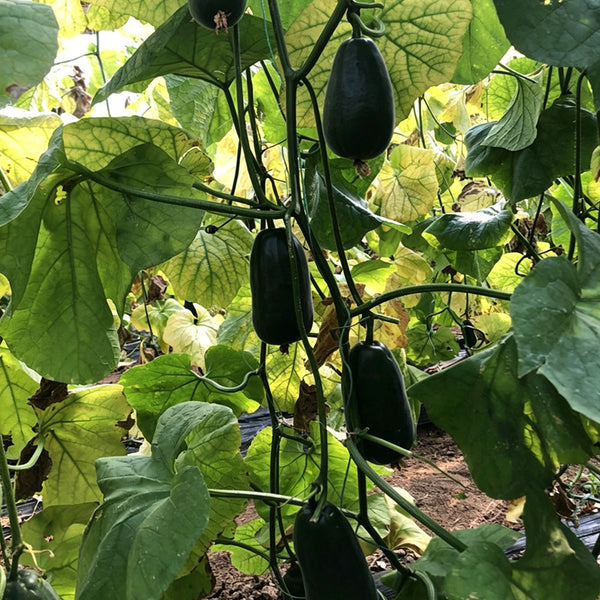 Little Darling Melon, 20 Seeds