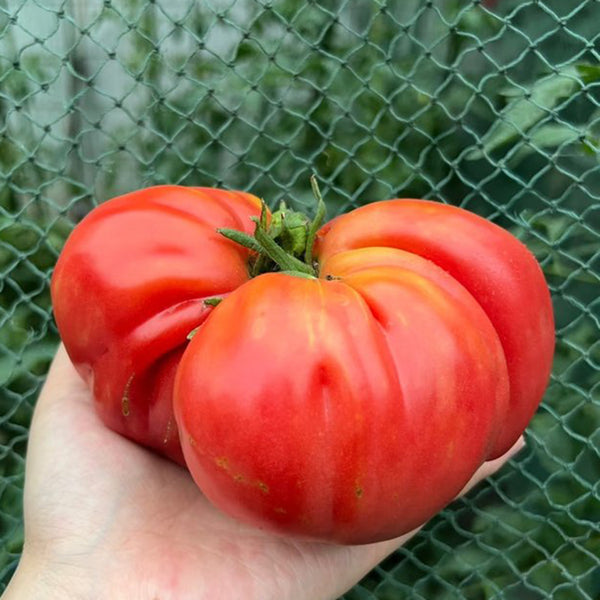 'Dongfanghong' Tomato Seeds, 10 Seeds