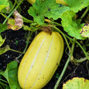 Golden Honey Melon Seeds, ~100 Seeds