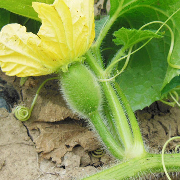 Green Star Wax Gourd Seeds, 10g