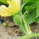 Green Star Wax Gourd Seeds, 10g