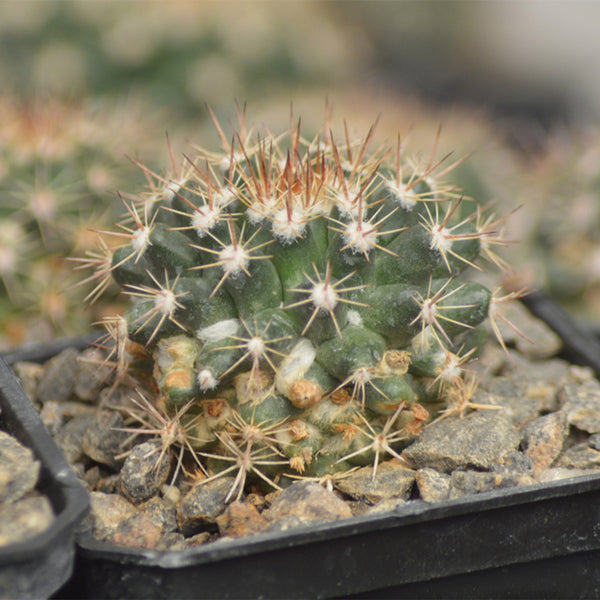 Mammillaria mammillaris 'Cangbaotian', 3-4cm