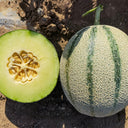 Basketball Green Hybrid Melon Seeds, 20 Seeds