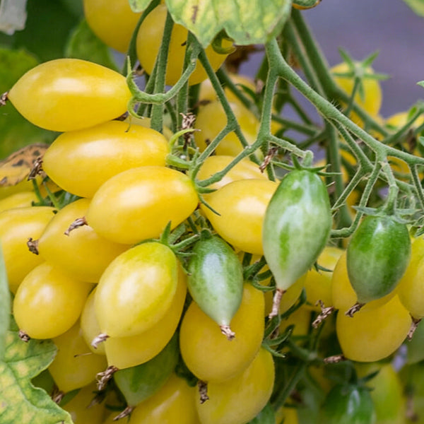 Crazy Barry Cherry Tomato, 20 Seeds