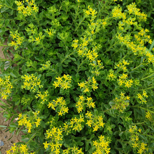Sedum aizoon, 200 Seeds