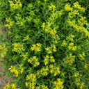 Sedum aizoon, 200 Seeds