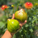 888 Marmalade Temptation F2 Tomato, 5 Seeds