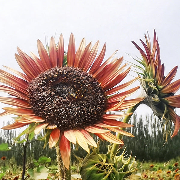HEL23 Sunflower, 100 Seeds