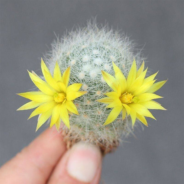 Mammillaria baumii, 3cm