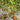752 Chocolate Candles Tomato, 5 Seeds
