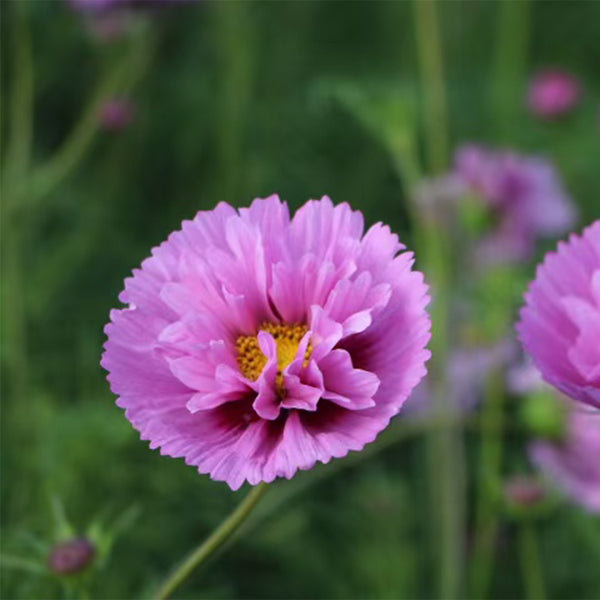 Pink Double Petal Cupcake Cosmos Seeds, 1g