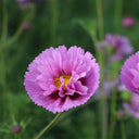 Pink Double Petal Cupcake Cosmos Seeds, 1g