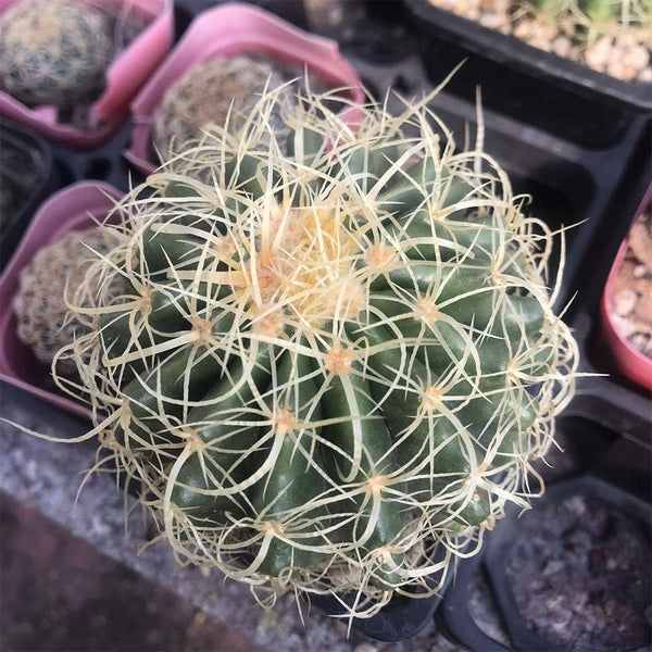 Kroenleinia grusonii 'Intertextus' Live Cactus
