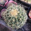 Kroenleinia grusonii 'Intertextus' Live Cactus
