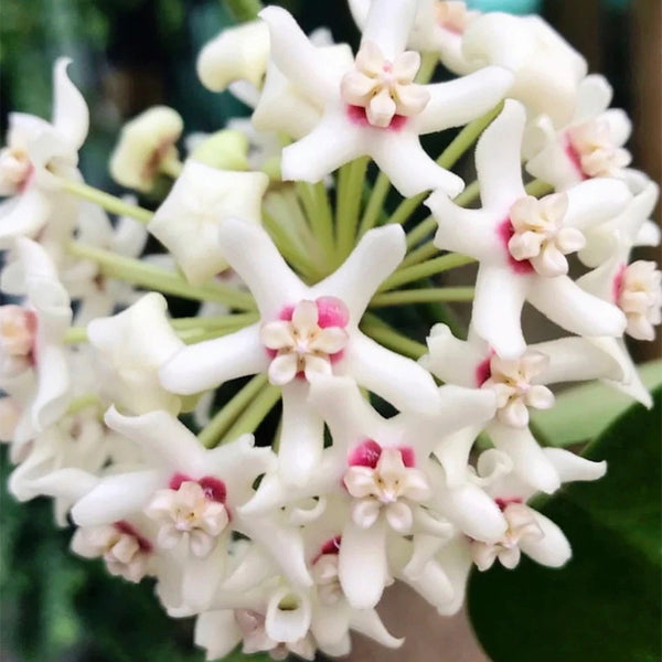 Hoya australis, 5 Cuttings