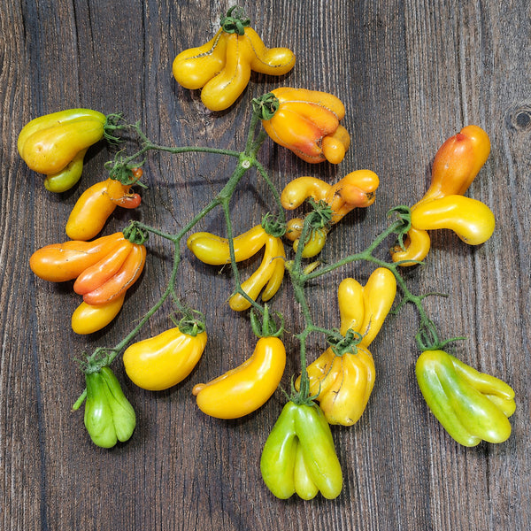 84 Phil's Bicolor Tomato, 5 Seeds