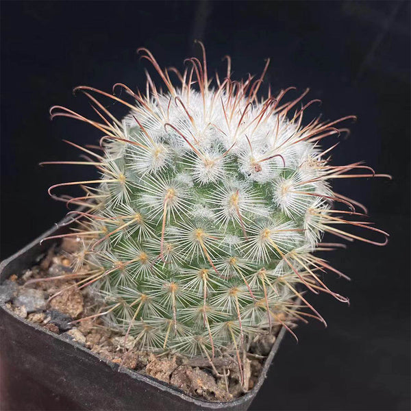 Mammillaria bombycina, 3-4cm