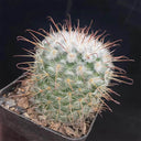 Mammillaria bombycina, 3-4cm