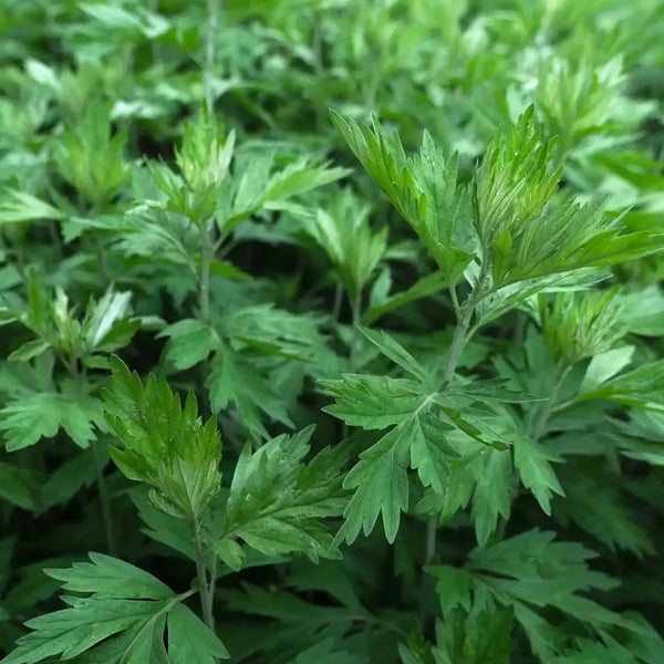 Fragrant Artemisia, 500 Seeds