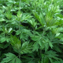 Fragrant Artemisia, 500 Seeds