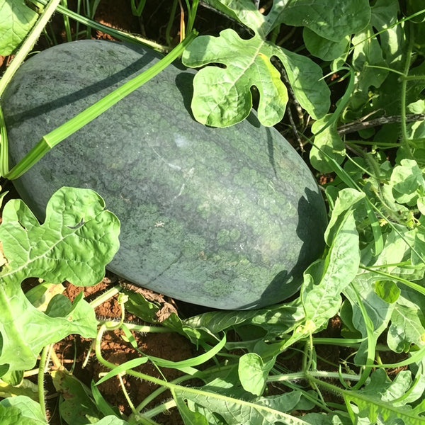 Black Beauty Watermelon, 20 Seeds